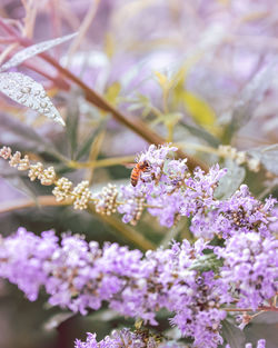 Close-up of bee pollinating on purple flower