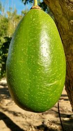 Close-up of green plant