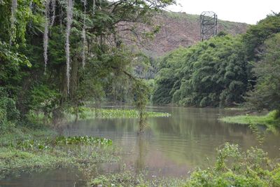Reflection of trees in lake