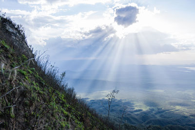 Sunlight streaming through plants against sky