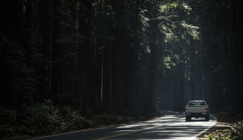 Car on road amidst trees in forest