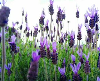 Close-up of purple flowers blooming in field