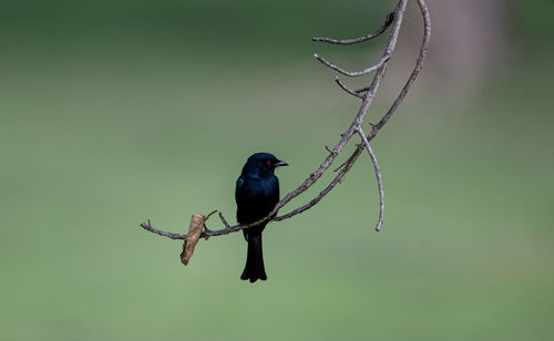 Close-up of bird perching on branch