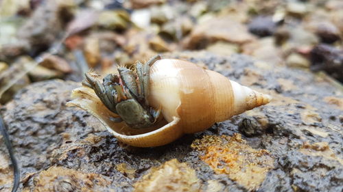 Close-up of shell on rock