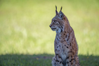 Lynx sits on shady grass looking left