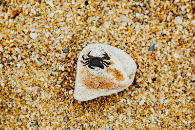 High angle view of shell on sand