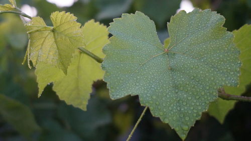 Close-up of green leaves on plant