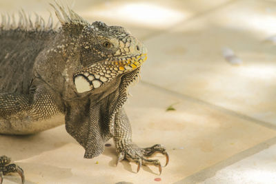 Close-up of iguana on footpath