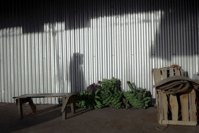 Unripe bananas against corrugated iron