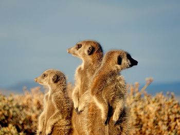 Meerkats by plants against sky