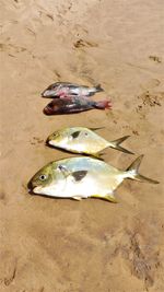 High angle view of fish on beach