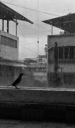 View of bird flying through glass window