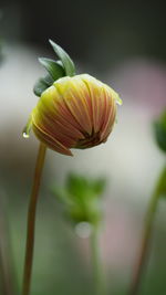 Close-up of pink flower