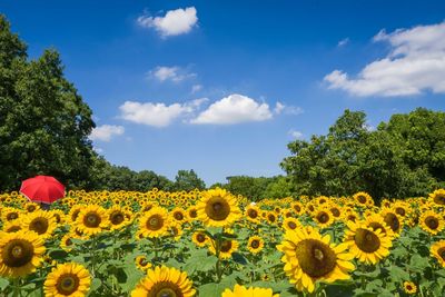 Scenic view of sunflower field against sky