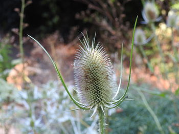 Close-up of blue flower