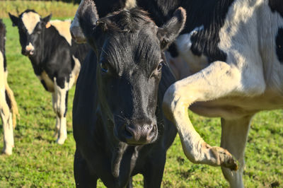 Portrait of cows on field