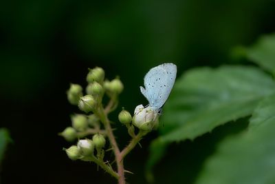 Close-up of white flower buds on plant