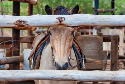 Portrait of horse on wooden fence