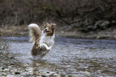 Dog running in river