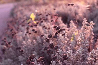 Close-up of flowering plant on field