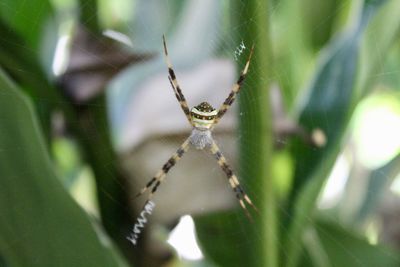 Close-up of spider on web
