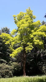 Tree in forest against clear sky