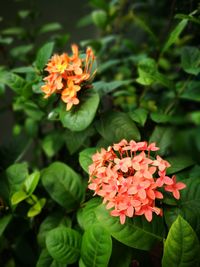 Close-up of orange flowers blooming in garden