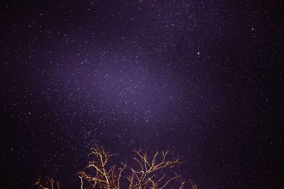 Low angle view of trees against star field at night