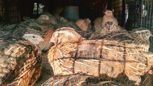 Close-up of birds in basket