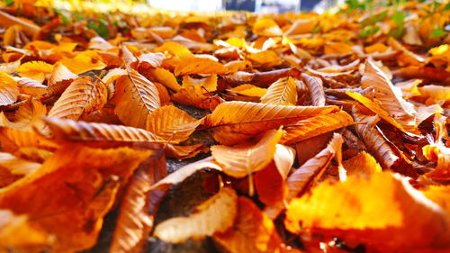 Full frame shot of dry leaves