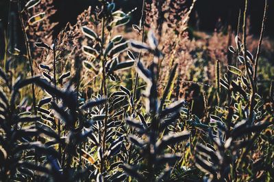 Close-up of tree trunk