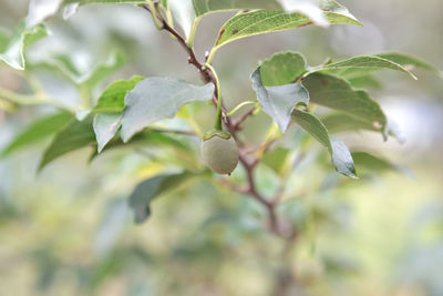 Close-up of berries growing on tree