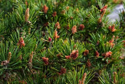 Close-up of flowers growing on tree