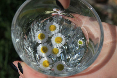Close-up of hand holding purple flower in water