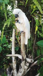 Close-up of bird perching on branch