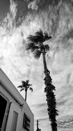 Low angle view of palm tree against sky