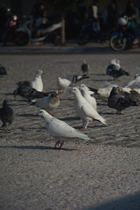 Flock of pigeons on the road