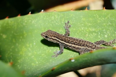 Close-up of lizard on leaf