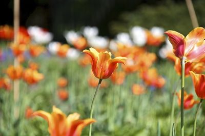 Close-up of orange tulips blooming outdoors