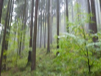 Bamboo trees in forest