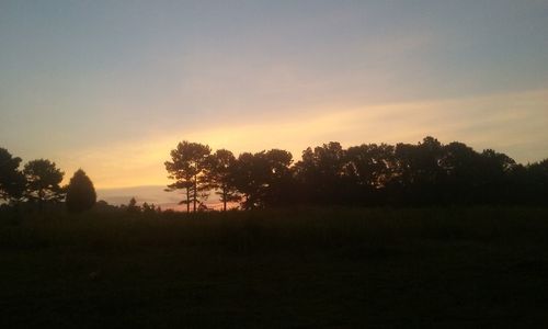 Silhouette trees against sky during sunset