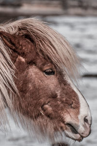 Close-up of a horse looking away