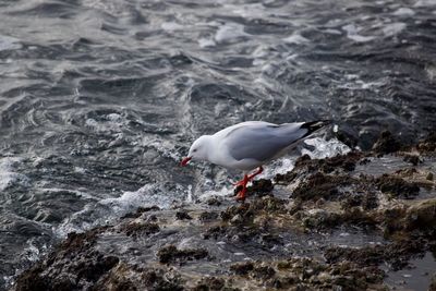 Seagull perching on rock