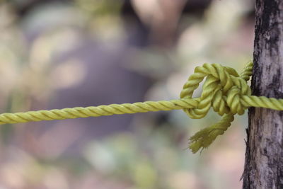 Close-up of rope tied up to tree trunk