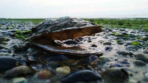 Close-up of rocks in sea against sky