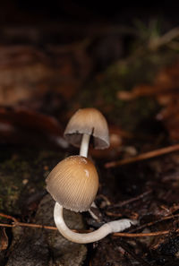 mushroom