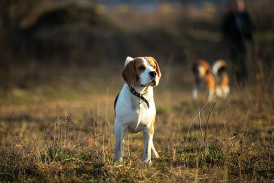 Dog looking away on field