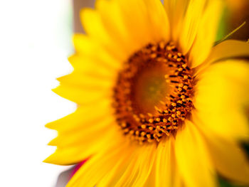 Close-up of sunflower