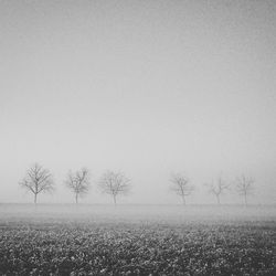 Bare trees on field in foggy weather