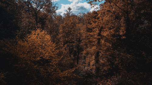 Low angle view of trees in forest against sky